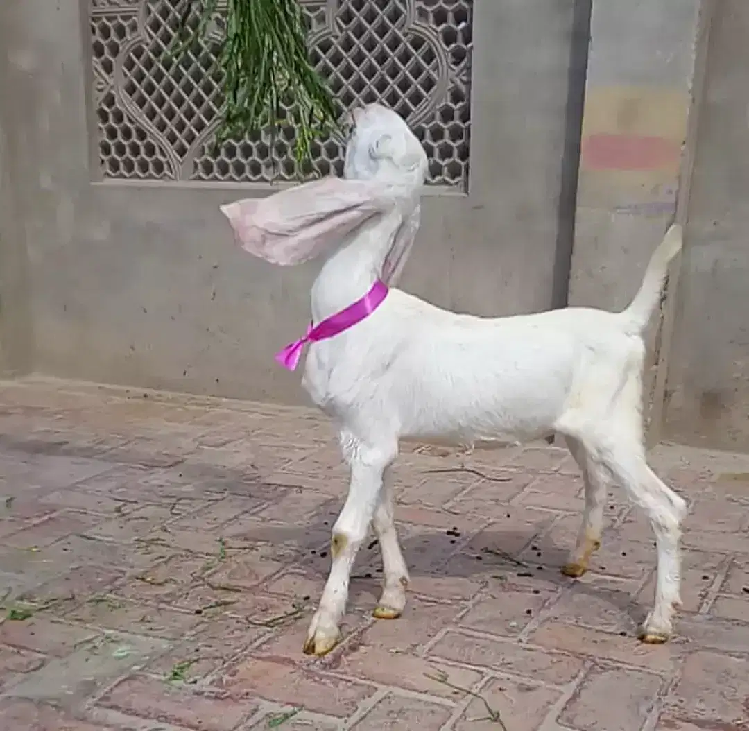 Pink Ribbon Goat Available for sale in Multan