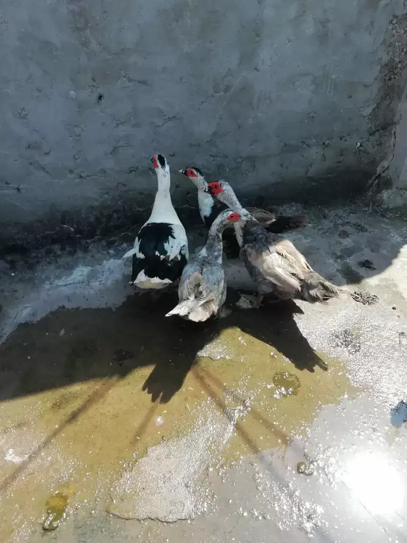 Moscovy ducks available for sale in Islamabad