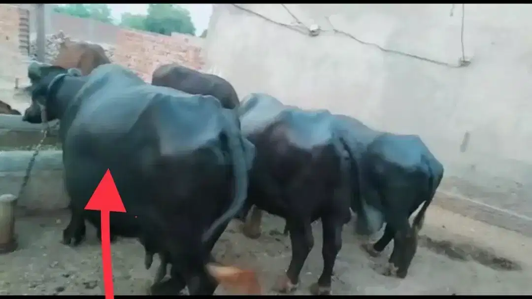 cattle farm for sale in khanewal