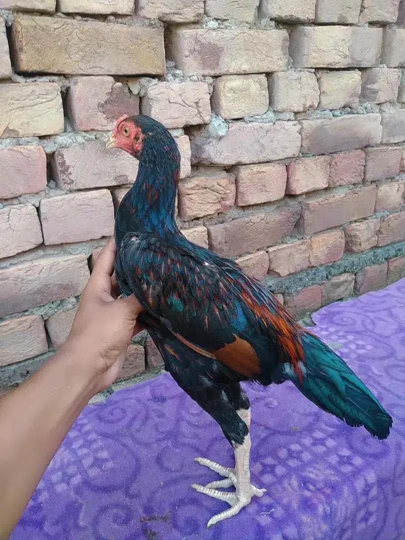Beautiful Hens Available For Sale in Faisalabad