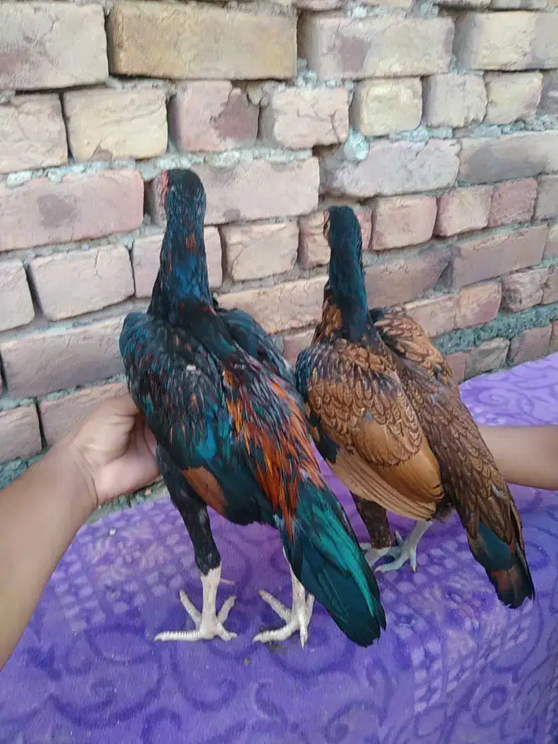 Beautiful Hens Available For Sale in Faisalabad