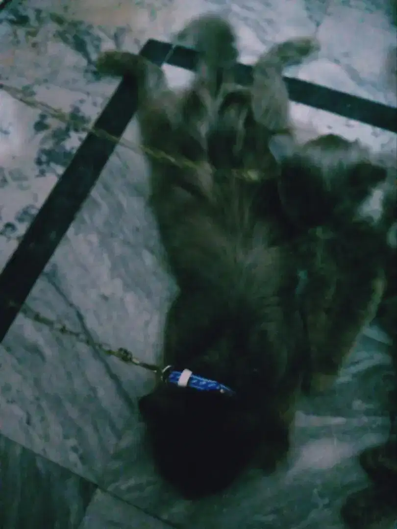 Australian 3 coted cats for sale in Faisalabad