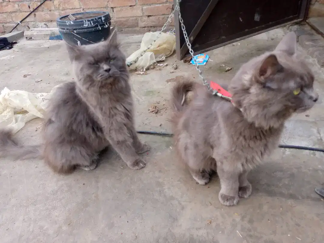 Australian 3 coted cats for sale in Faisalabad