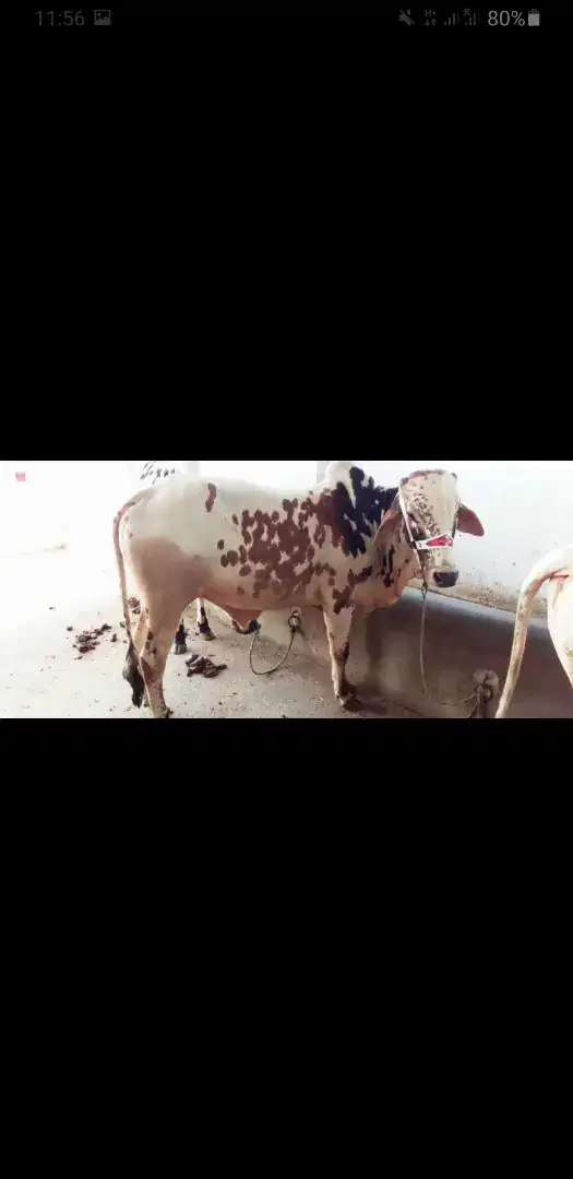 Black and white Bull available for sale in Talagang