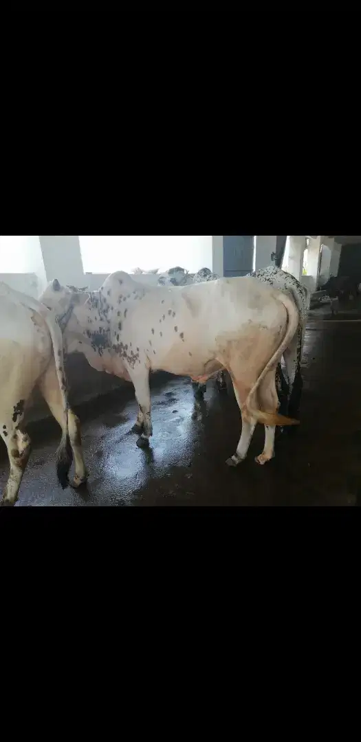 Black and white Bull available for sale in Talagang