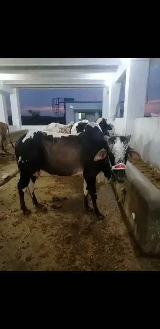Black and white Bull available for sale in Talagang