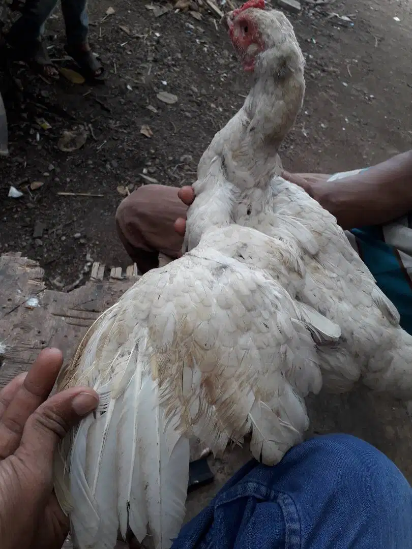 White Hen available for sale in Karachi