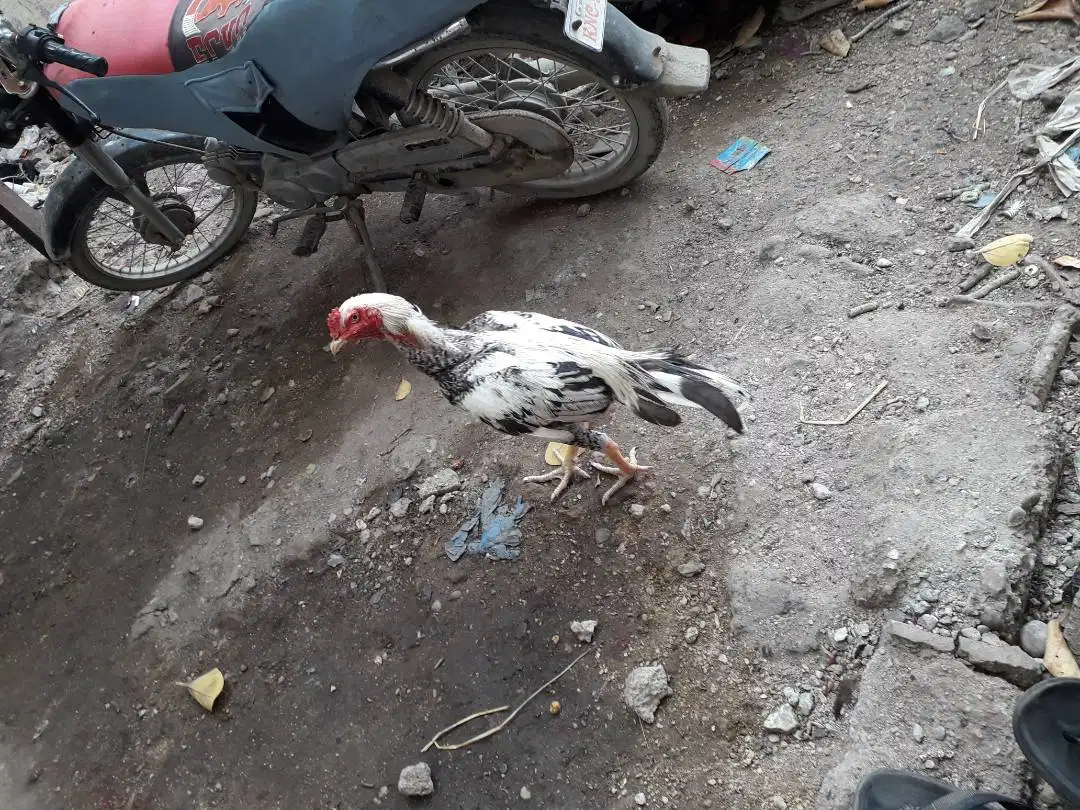 White Hen available for sale in Karachi