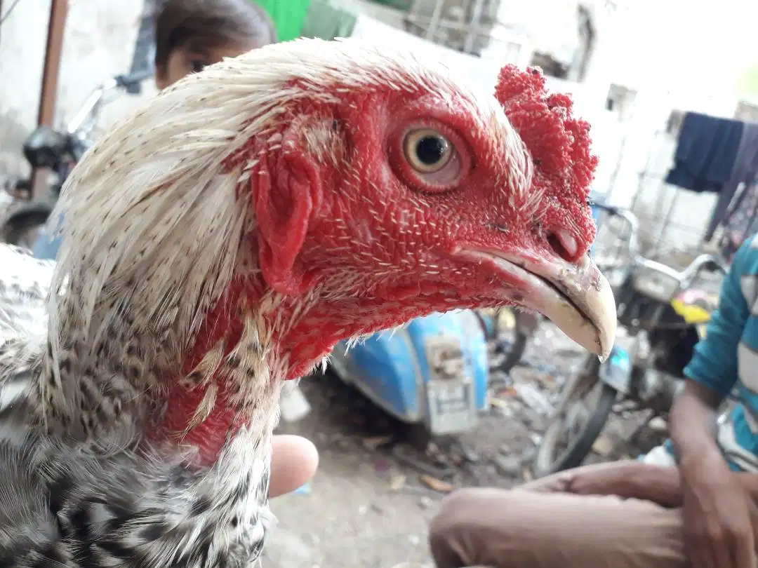 White Hen available for sale in Karachi