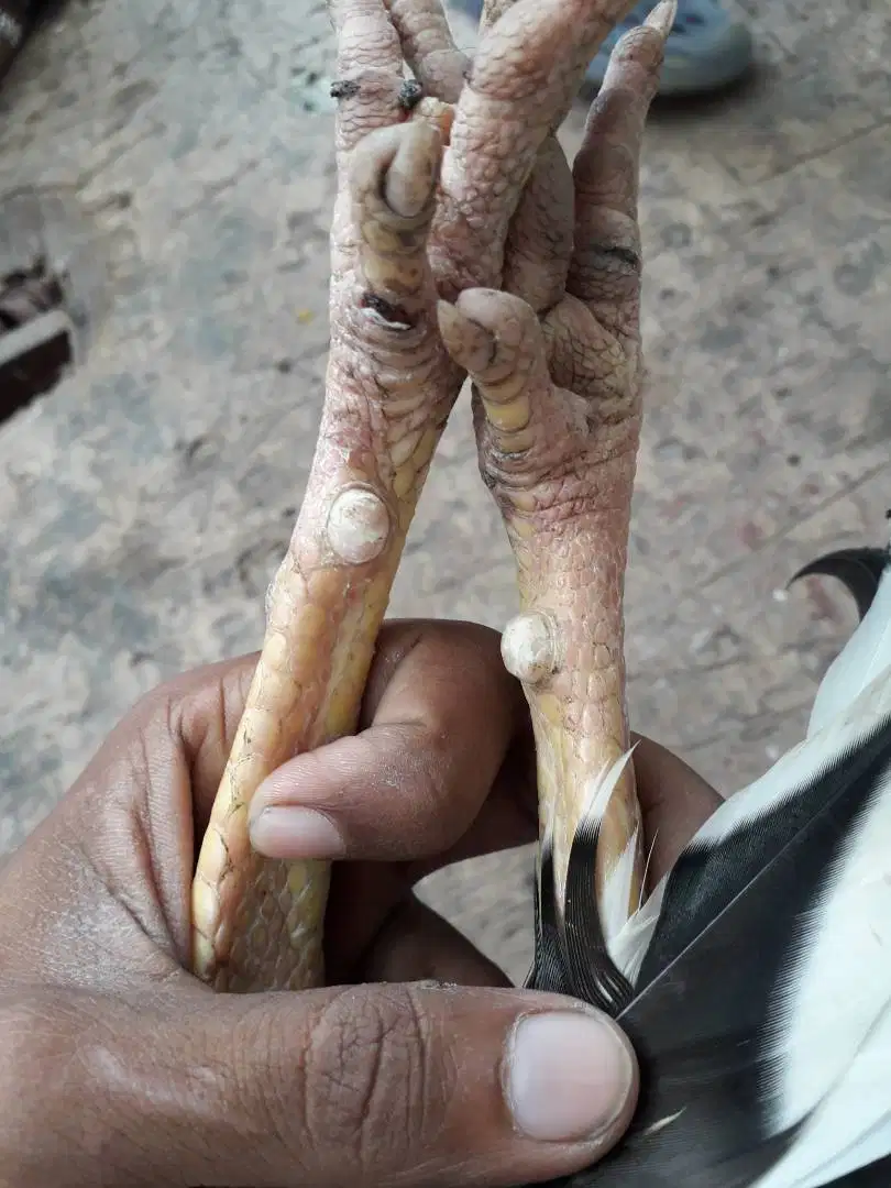 White Hen available for sale in Karachi