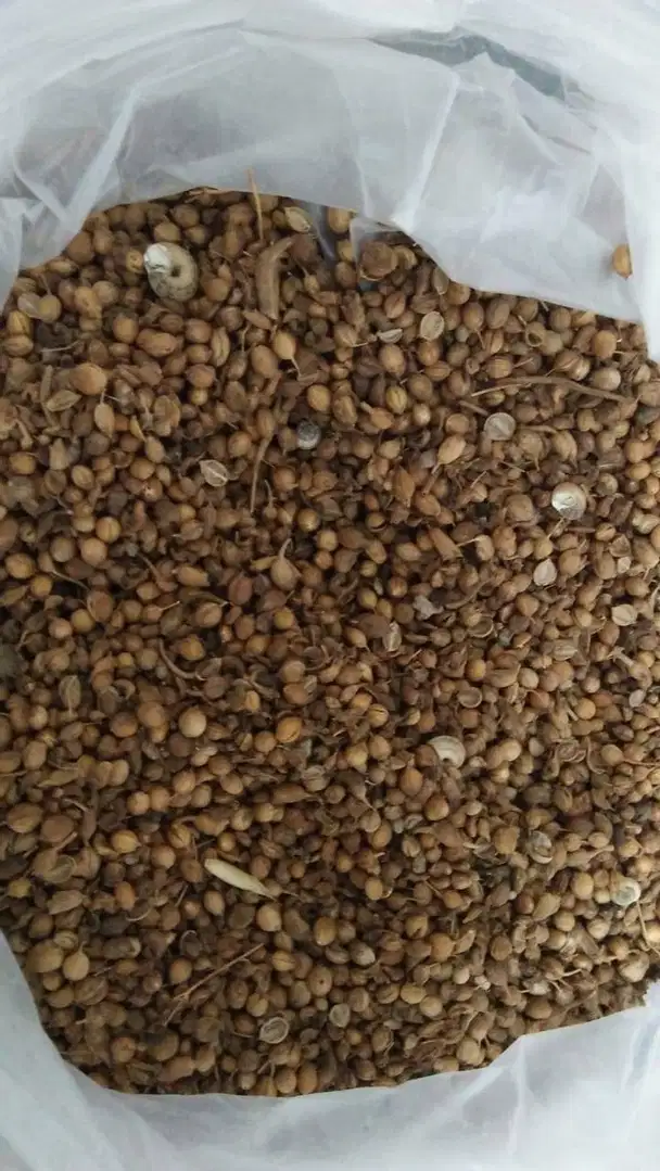 Qandhari Coriander Seeds For Sale