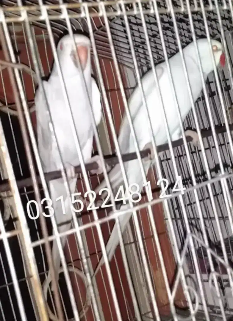 Silver ring neck pair available for sale in Karachi