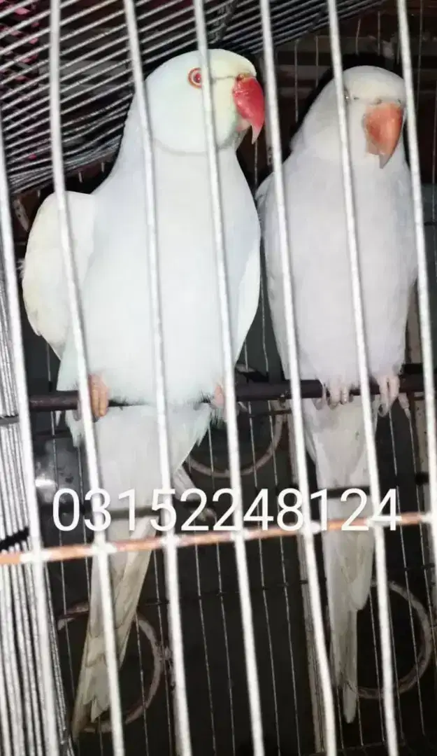 Silver ring neck pair available for sale in Karachi