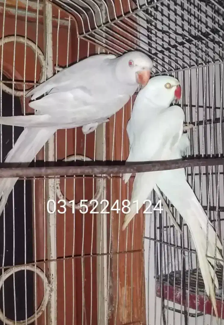 Silver ring neck pair available for sale in Karachi