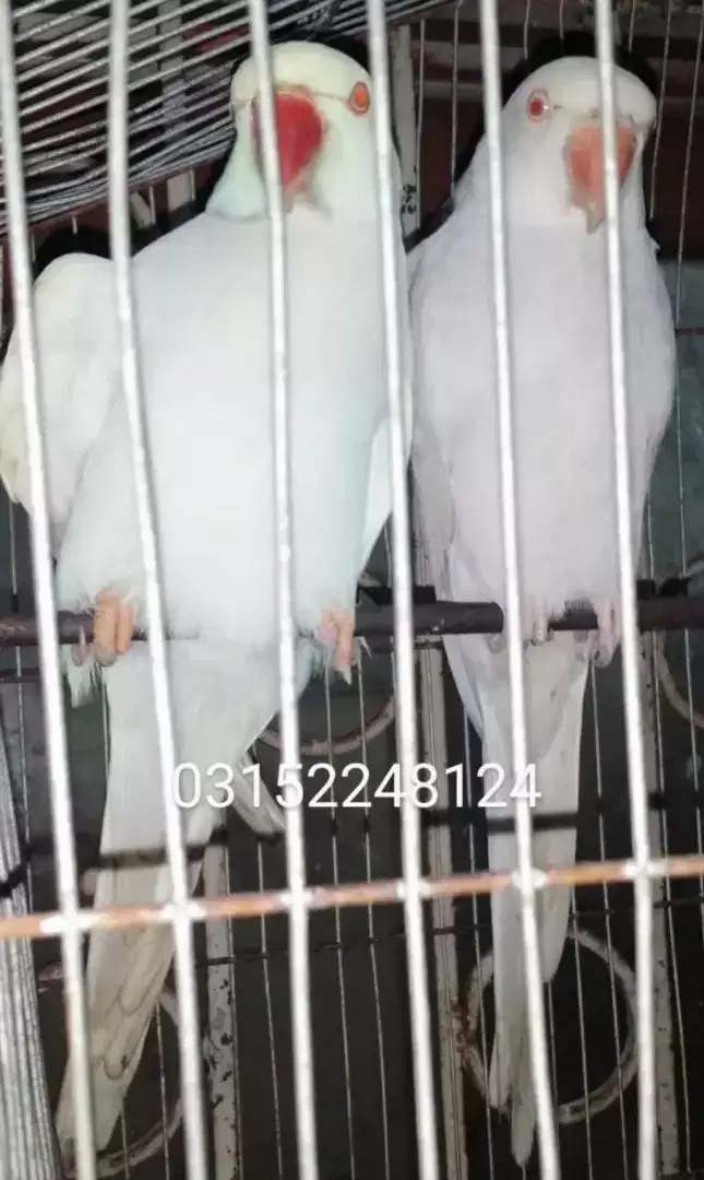 Silver ring neck pair available for sale in Karachi