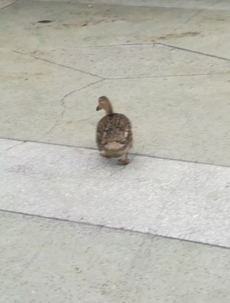 Duck available for sale