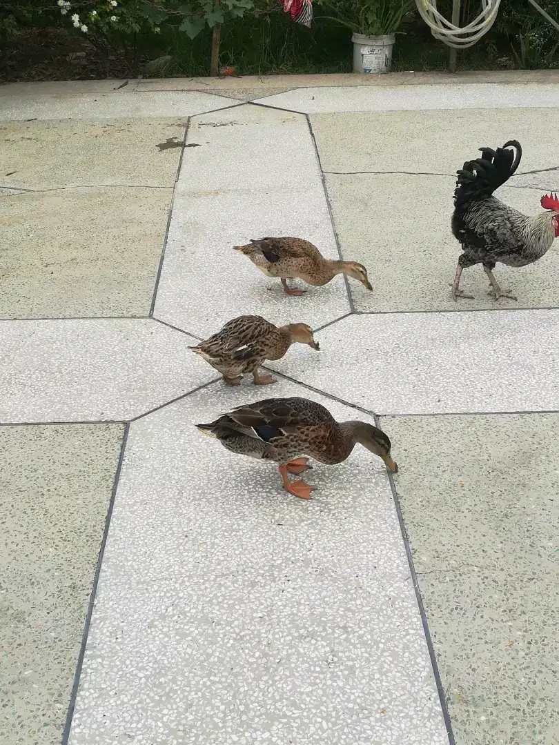 Duck available for sale