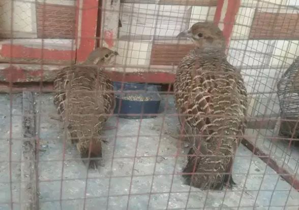 Desi bolne wala Gora titar pair available for sale