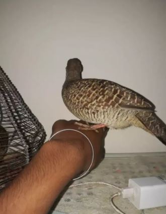 Desi bolne wala Gora titar pair available for sale