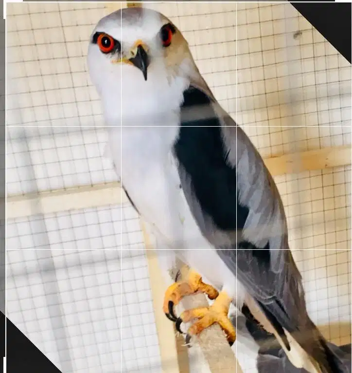 Red EYES Baaz available for sale