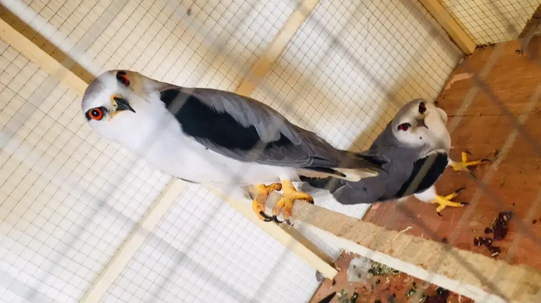 Red EYES Baaz available for sale