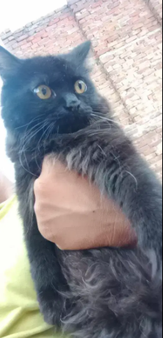 Black Persian Cats male and female for sale in khanewal