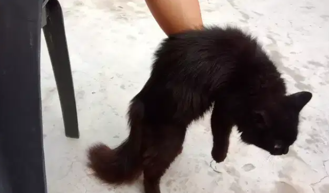 Black Persian Cats male and female for sale in khanewal