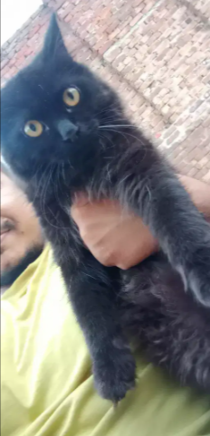 Black Persian Cats male and female for sale in khanewal