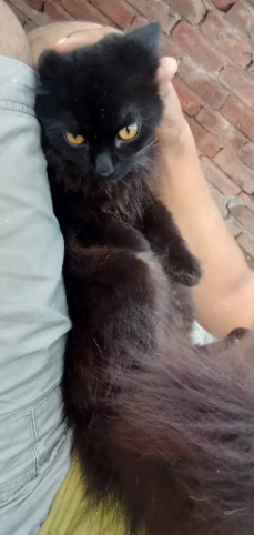 Black Persian Cats male and female for sale in khanewal