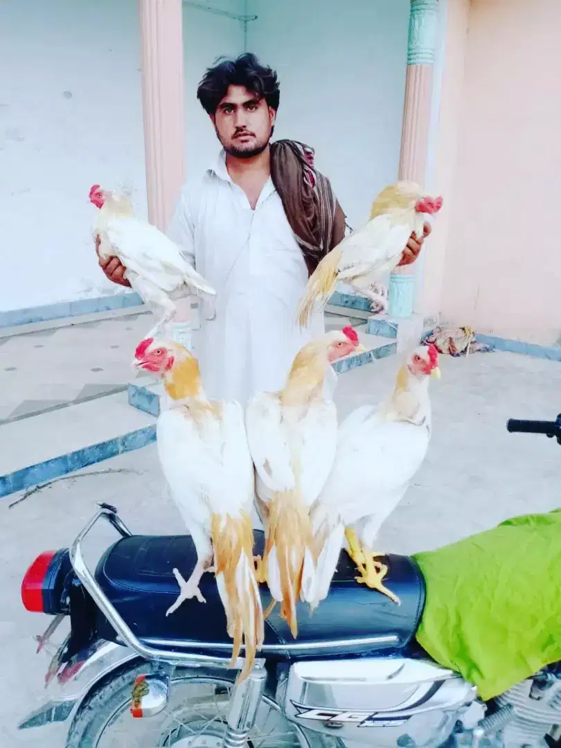 White Hens Available For Sale In  Mianwali