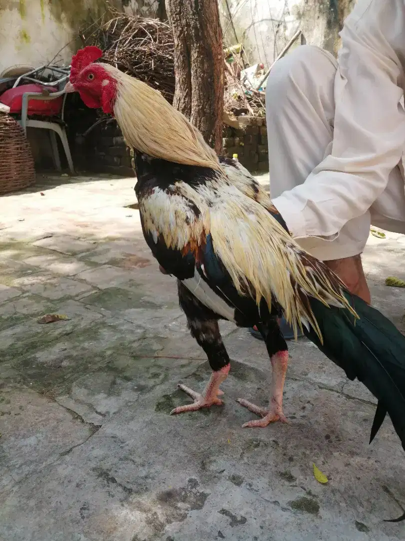 Male Hen for sale in  Rawalpindi
