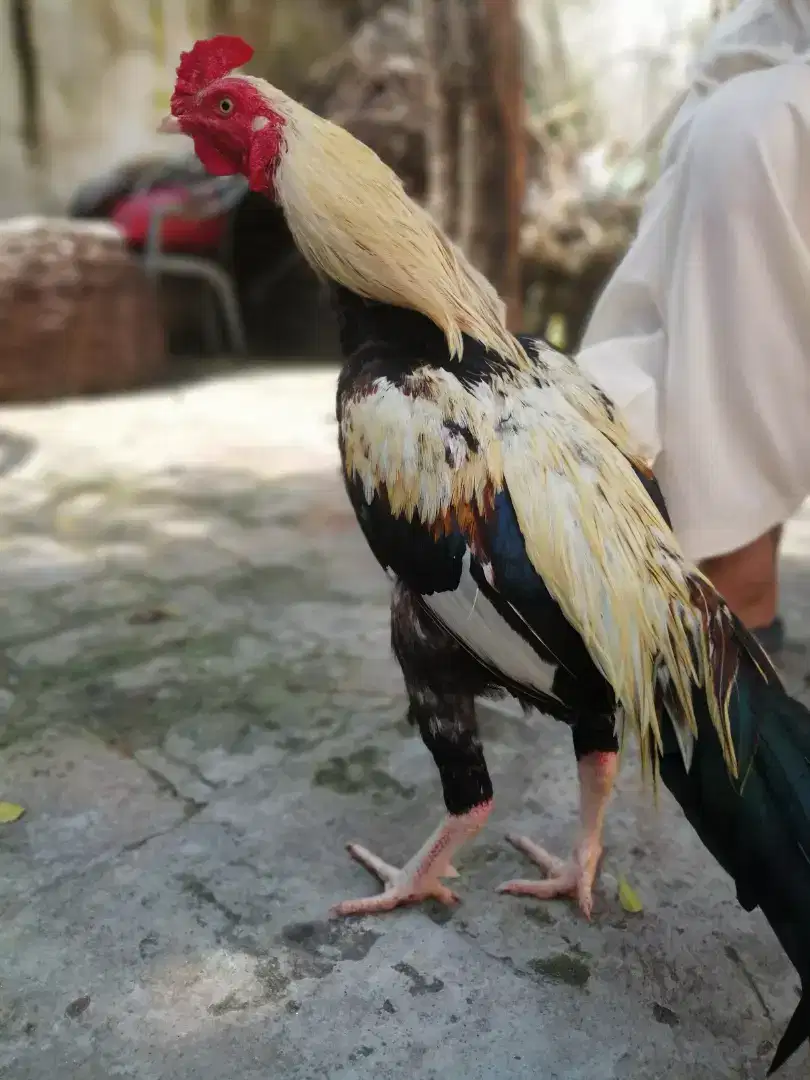 Male Hen for sale in  Rawalpindi