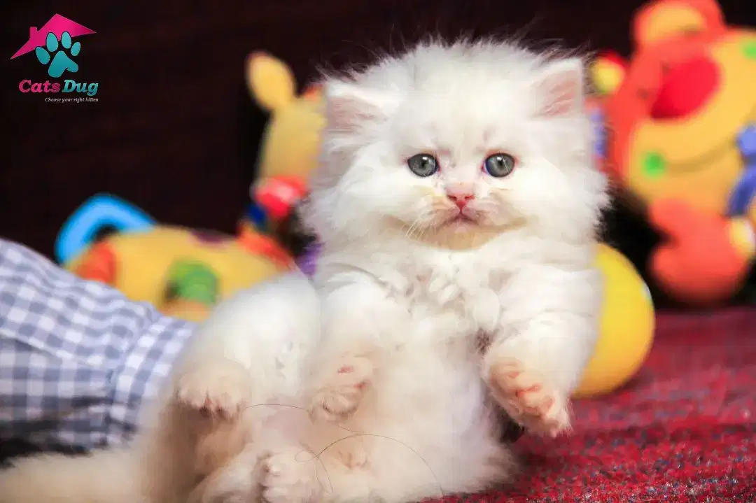 Beautiful White Persian male kitten For Sale in Sargodha