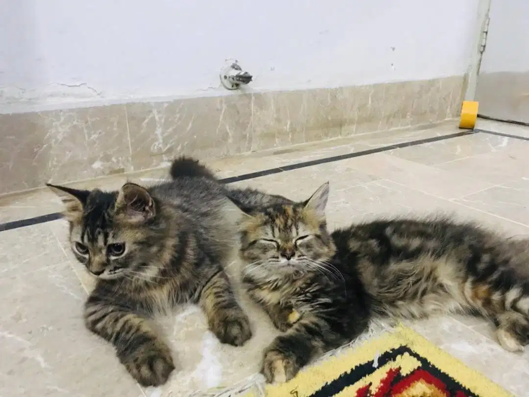 Persian Kittens for Sale in Karachi