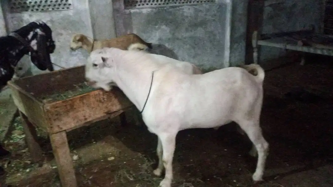 Pure white Goat For Sale in Multan
