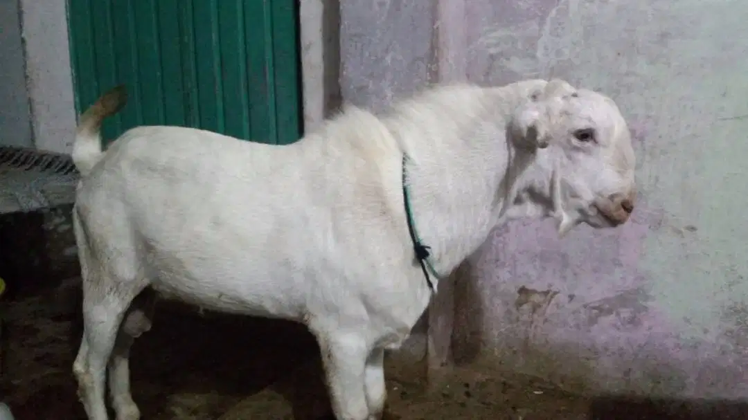 Pure white Goat For Sale in Multan