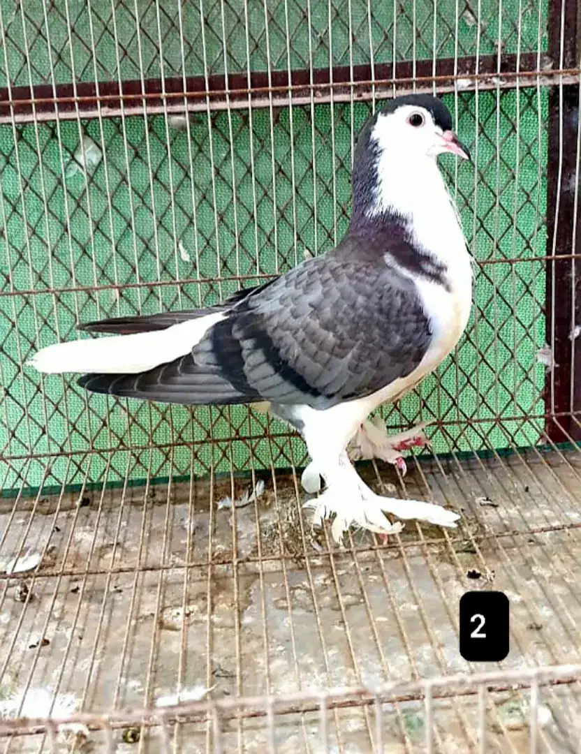 DANISH FAZLER LAHORI SHERAZI  FANCY FOR SALE IN KARACHI
