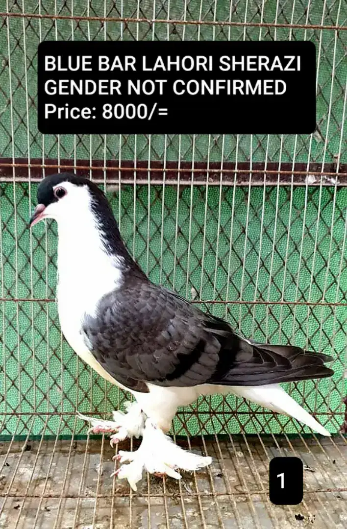 DANISH FAZLER LAHORI SHERAZI  FANCY FOR SALE IN KARACHI