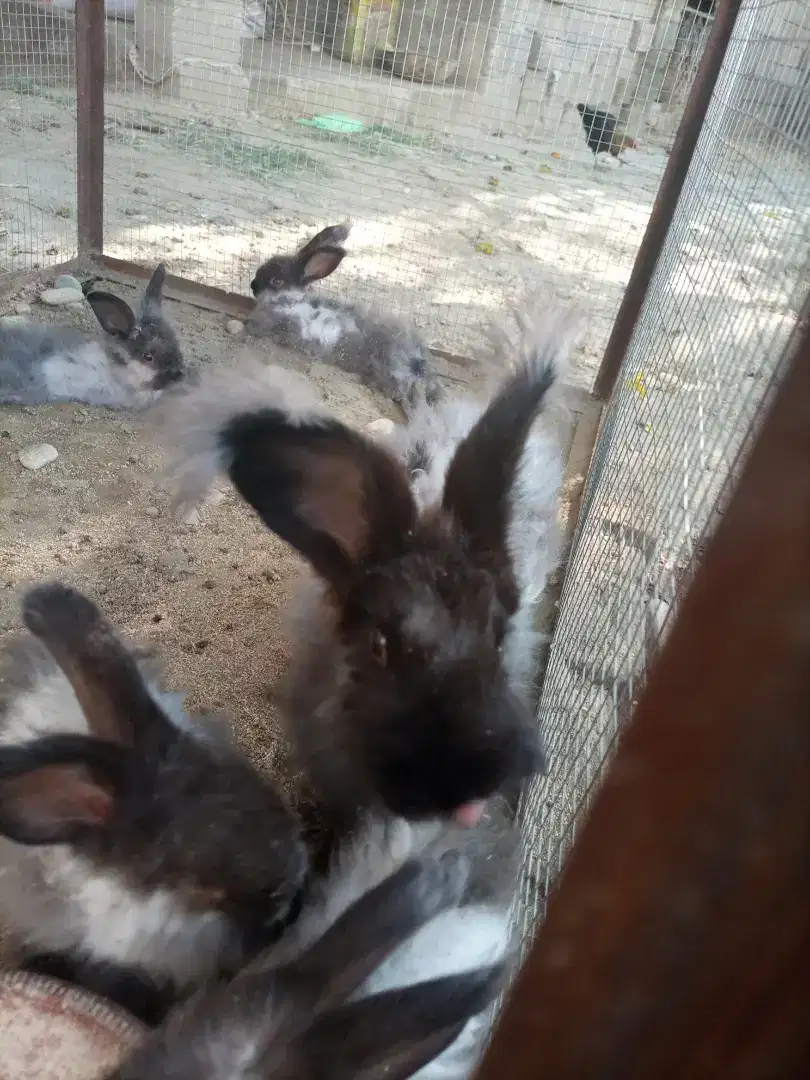 Angooa rabbits 1 Female with 3 bunnies Available For Sale In Hazro