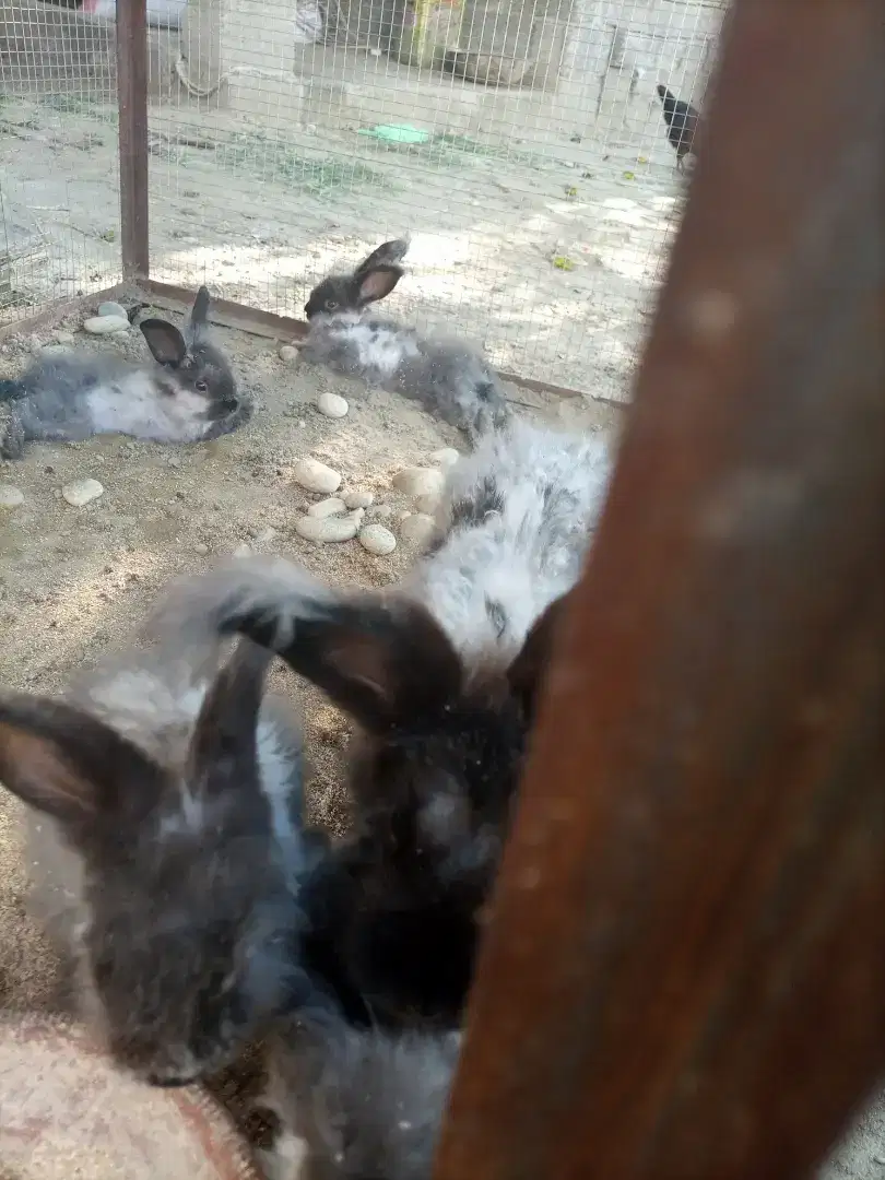 Angooa rabbits 1 Female with 3 bunnies Available For Sale In Hazro