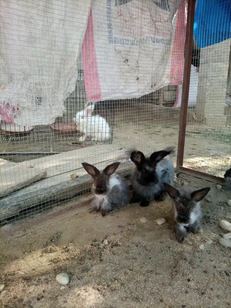 Angooa rabbits 1 Female with 3 bunnies Available For Sale In Hazro