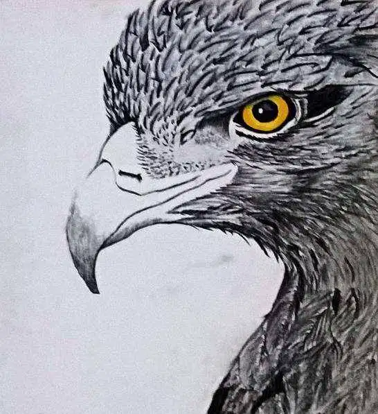 Animal paintings Available For Sale In karachi