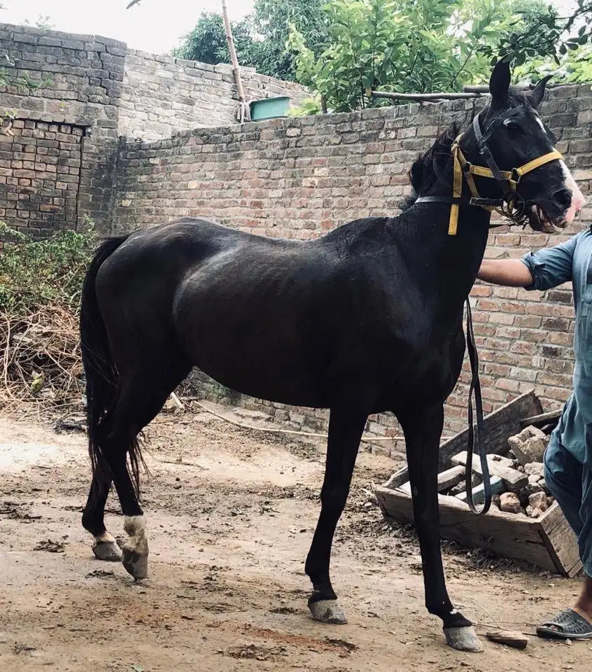 Mushki Ghori Available For Sale In  Gujrat