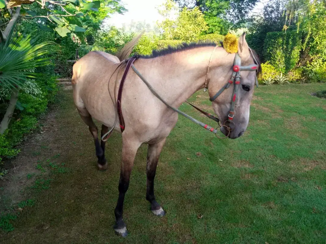 Female horse Available For Sale In Sahiwal