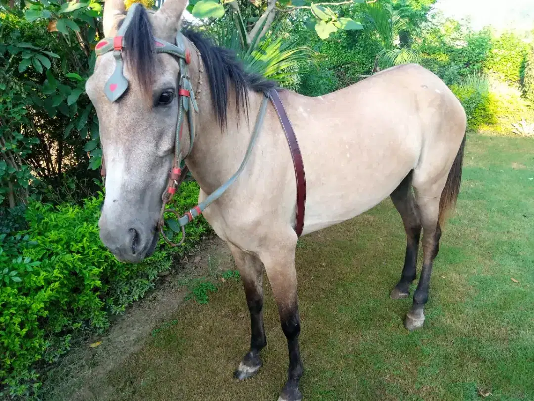 Female horse Available For Sale In Sahiwal