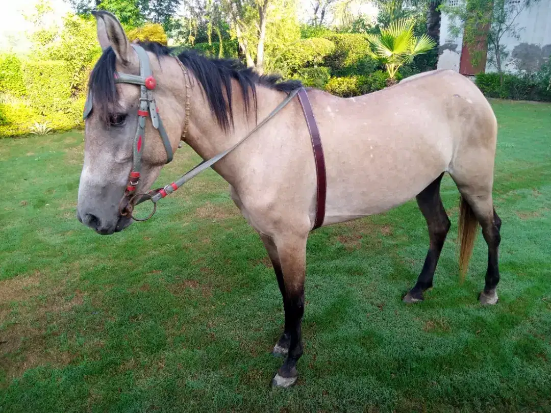 Female horse Available For Sale In Sahiwal