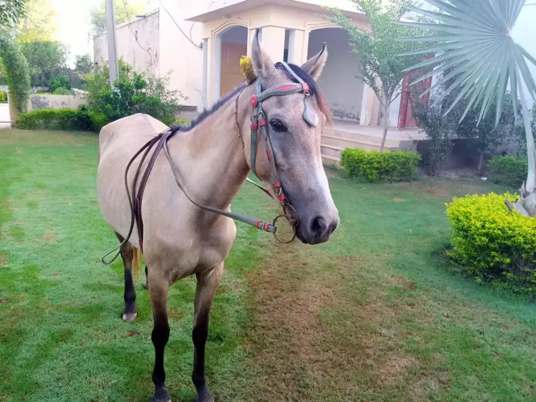 Female horse Available For Sale In Sahiwal
