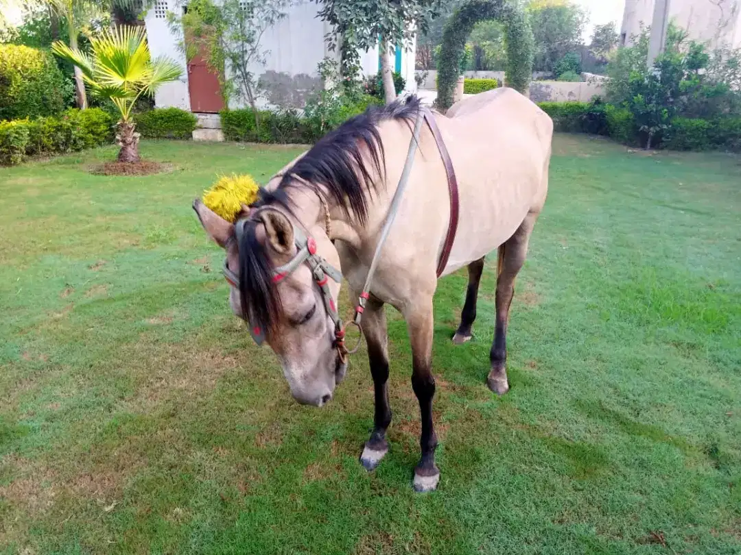 Female horse Available For Sale In Sahiwal