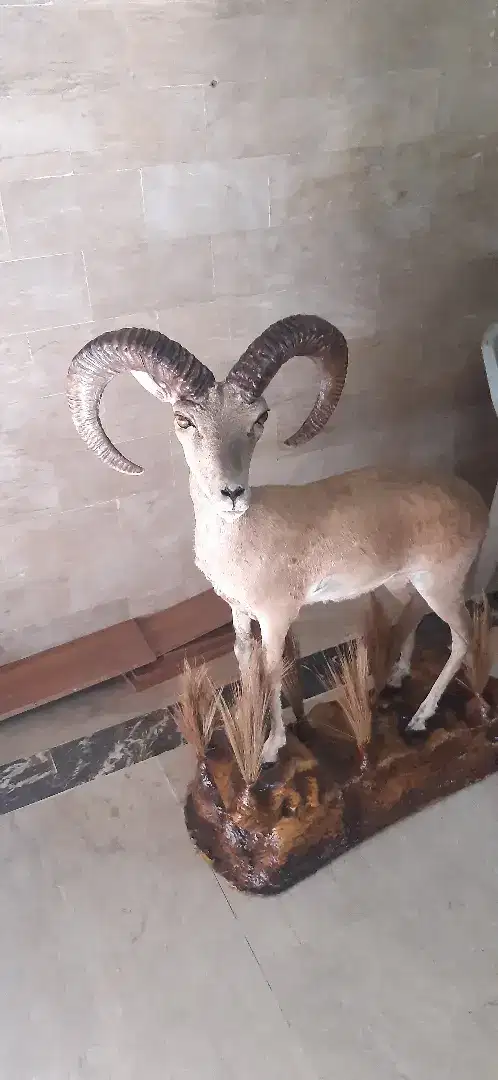 Home decoration Stuffed Urial Available For Sale In Karachi