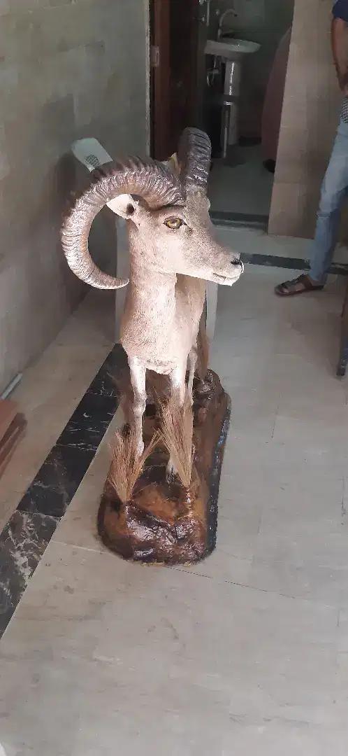 Home decoration Stuffed Urial Available For Sale In Karachi
